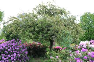 St Nicks concert image