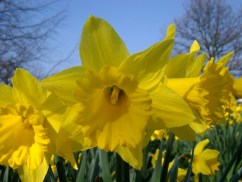 daffodil